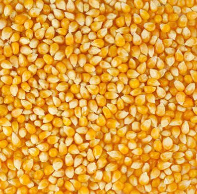 Maize (Corn)